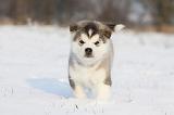 ALASKAN MALAMUTE 257